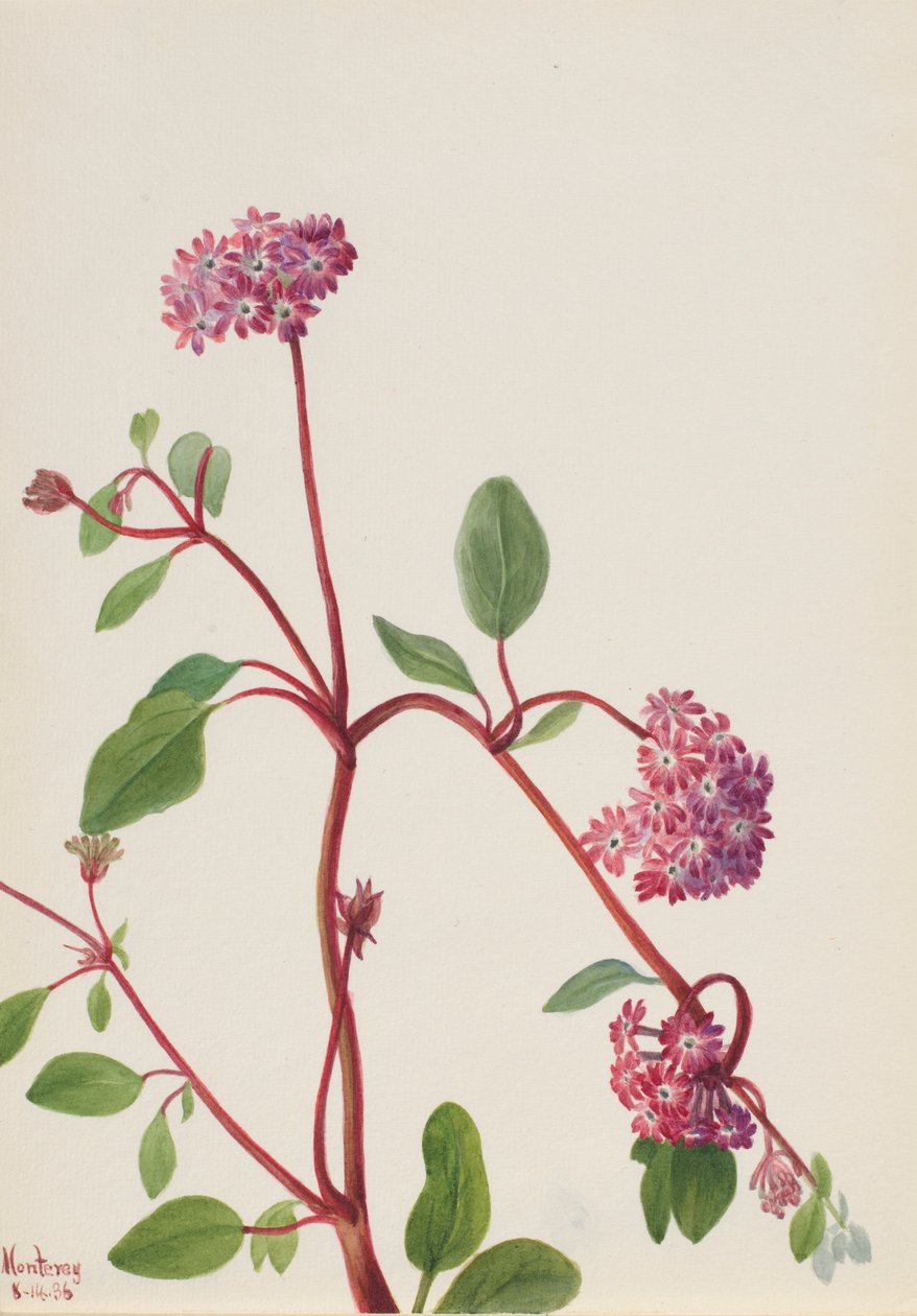 Homoki verbéna (Abronia umbellata) alkotó: Mary Vaux Walcott