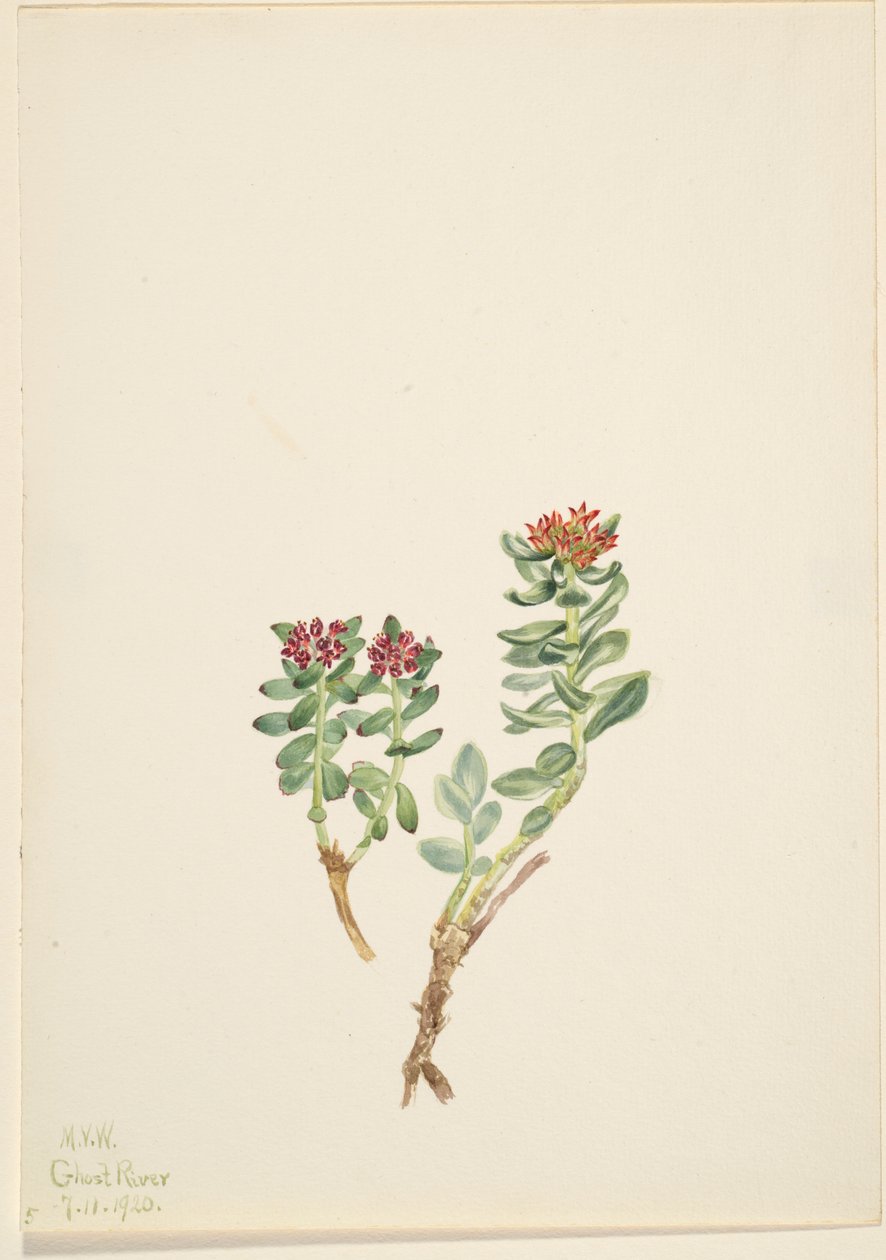 Sanifoiga adscendeus alkotó: Mary Vaux Walcott