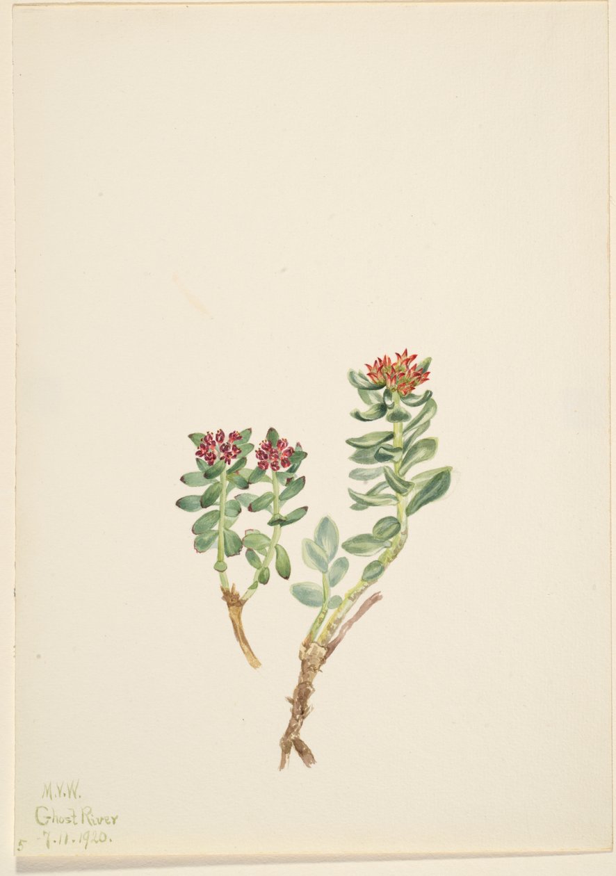 Sanifoiga ascendedus, 1920 alkotó: Mary Vaux Walcott