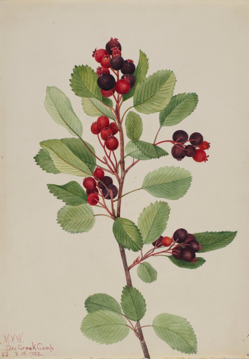 Saskatoon (Amelanchier alnifolia) alkotó: Mary Vaux Walcott