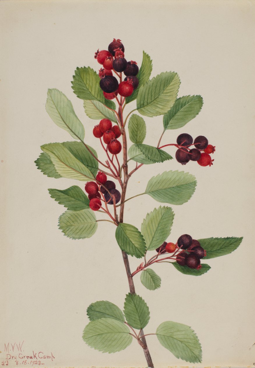 Saskatoon Amelanchier alnifolia, 1923. alkotó: Mary Vaux Walcott