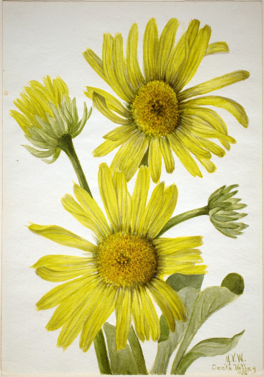 Szaténlevelű aranyfejű (Enceliopsis covillei) alkotó: Mary Vaux Walcott