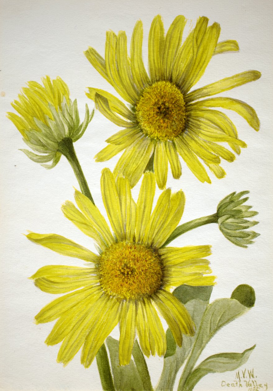 Satinleaf Goldenhead Enceliopsis covillei, 1935. alkotó: Mary Vaux Walcott