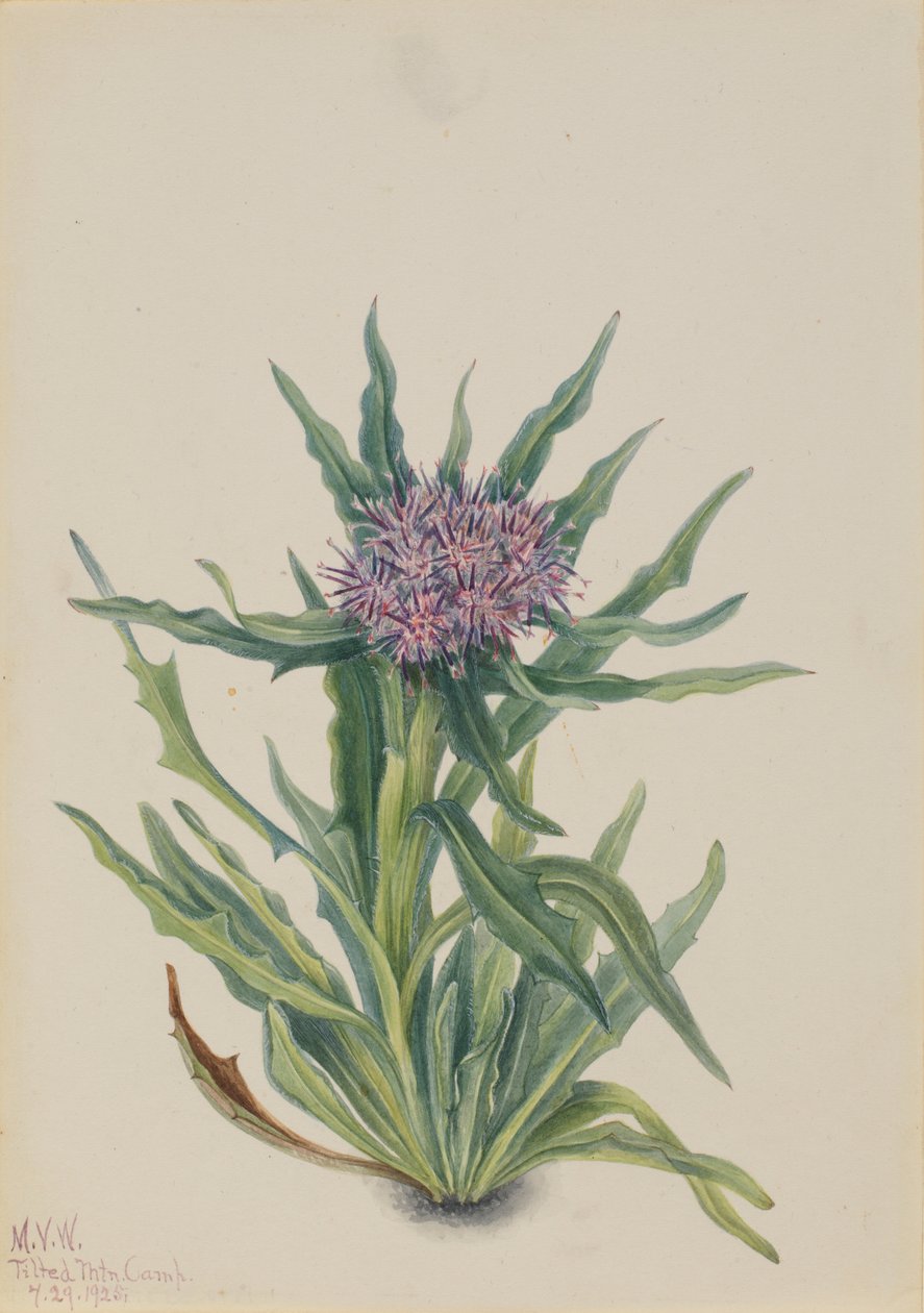 Saussurea (Saussurea densa) alkotó: Mary Vaux Walcott