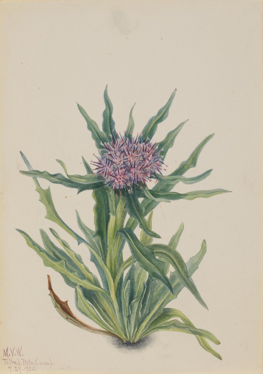 Saussurea Saussurea densa, 1925. alkotó: Mary Vaux Walcott