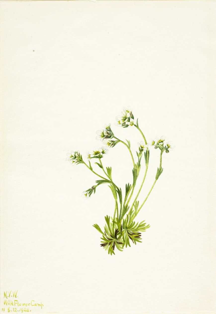 Sziromfű (Saxifraga caespitosa) alkotó: Mary Vaux Walcott