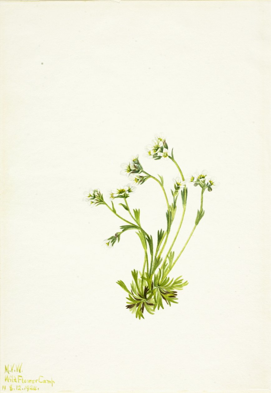 Saxifrage Saxifraga caespitosa, 1924 alkotó: Mary Vaux Walcott