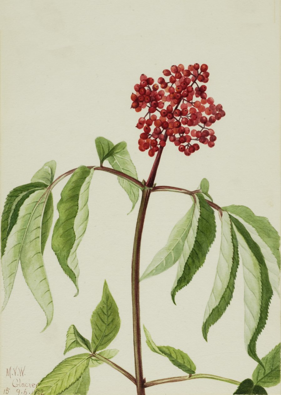 Scarlet Elder Sambucus pubens, 1922. alkotó: Mary Vaux Walcott