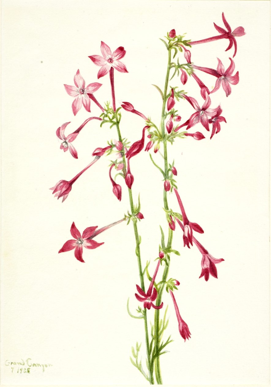 Skarlátvörös Gilia (Gilia aggregata) alkotó: Mary Vaux Walcott
