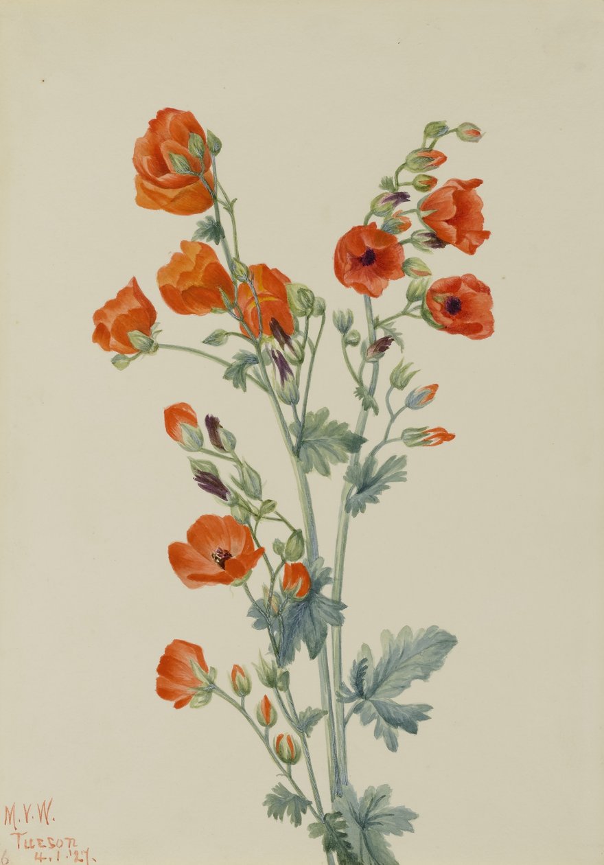 Skarlátvörös gömbmályva (Sphaeralcea grossulariaefolia) alkotó: Mary Vaux Walcott