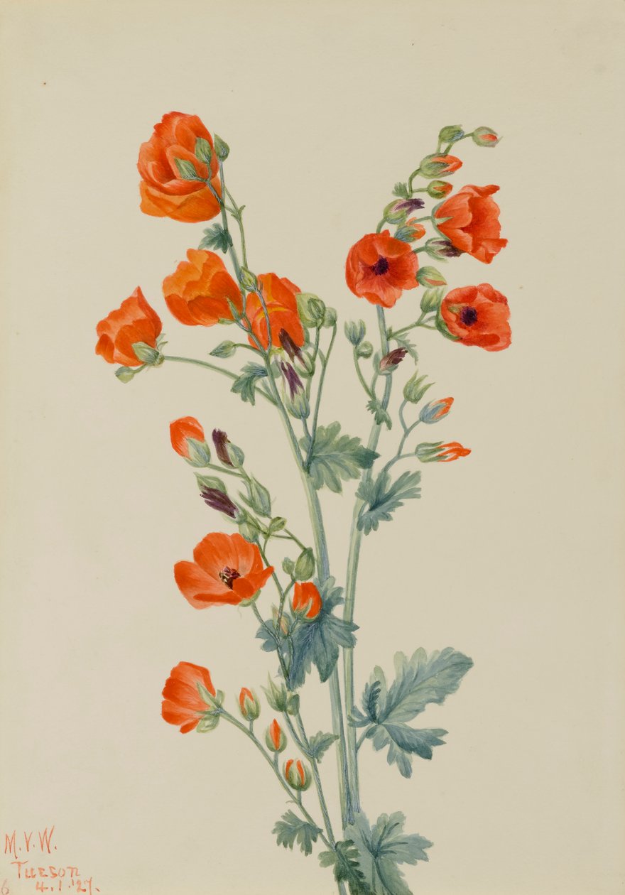 Scarlet Globe mályva Sphaeralcea grossulariaefolia, 1927 alkotó: Mary Vaux Walcott