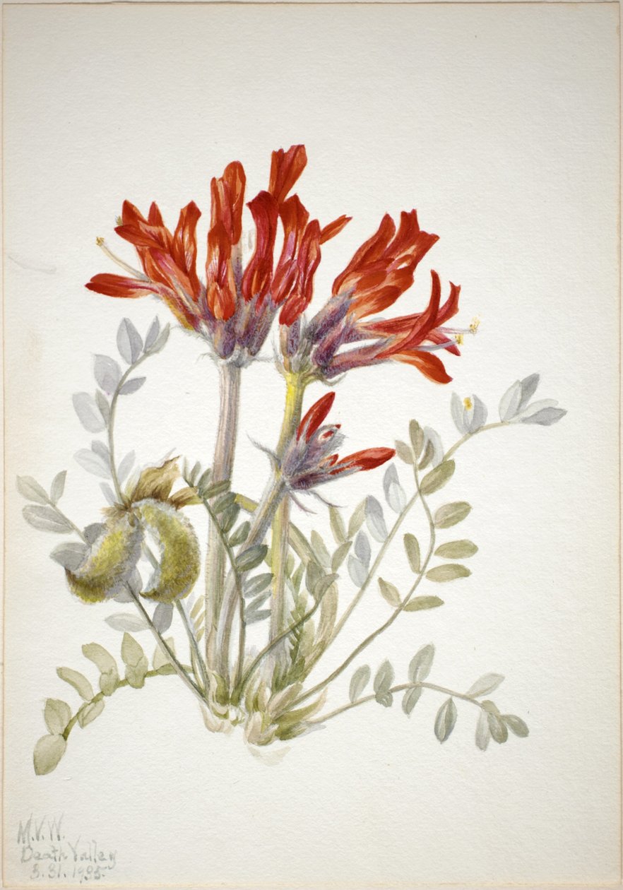 Scarlet Loco (Astragalus coccineus) alkotó: Mary Vaux Walcott