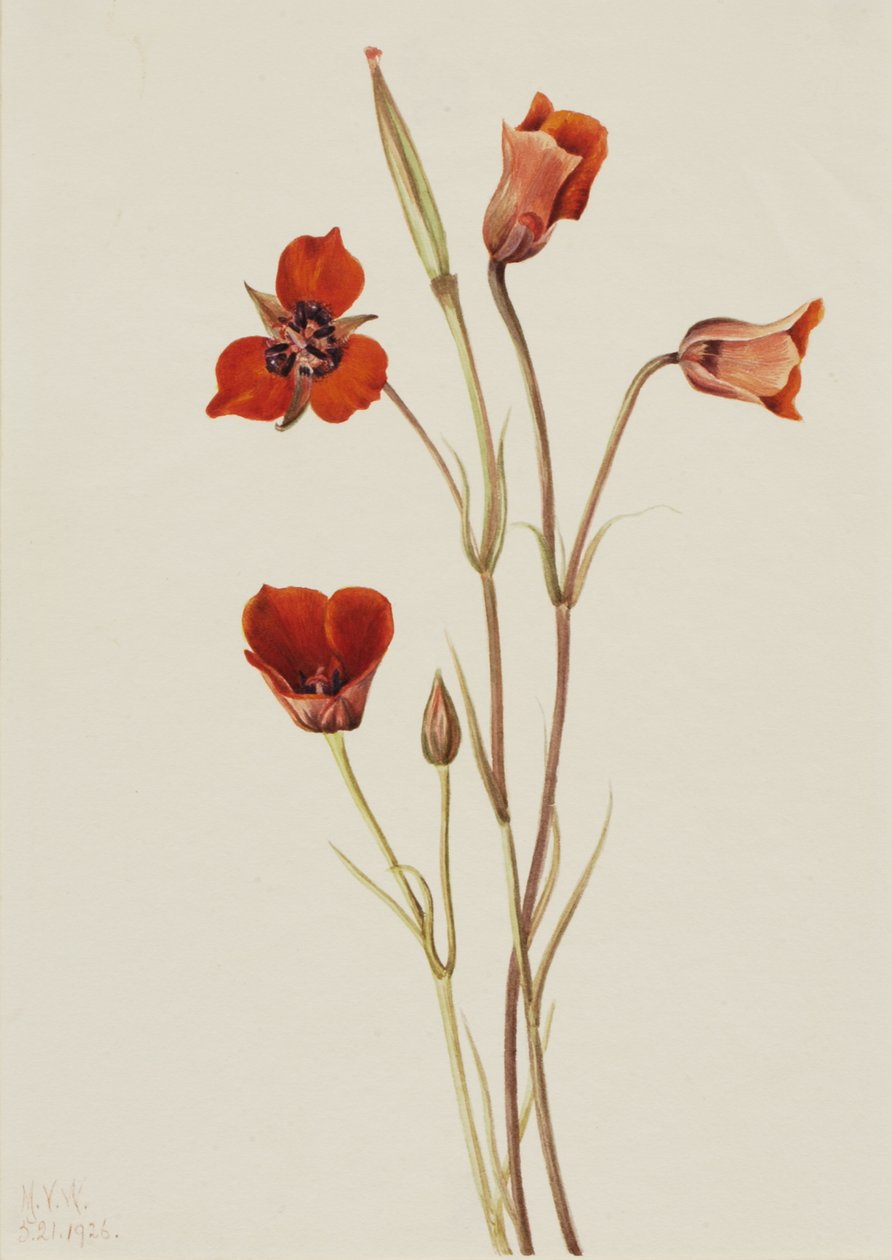 Scarlet Mariposa Calochortus kennedyi, 1926. alkotó: Mary Vaux Walcott