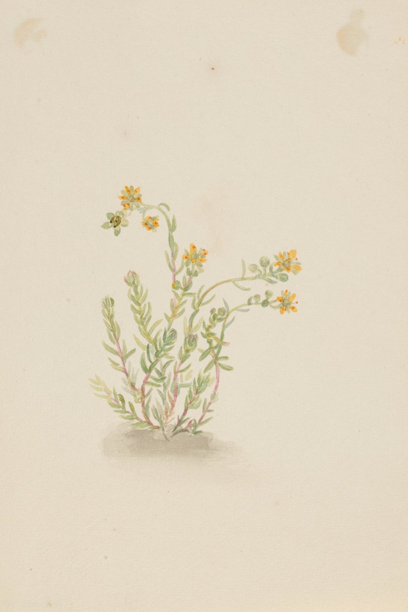 Sedum stenopetalum alkotó: Mary Vaux Walcott