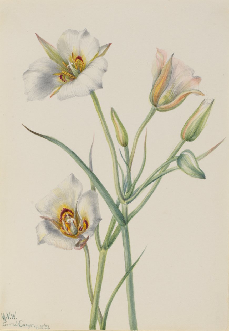 Sego Lily Calochortus nuttallii, 1933 alkotó: Mary Vaux Walcott