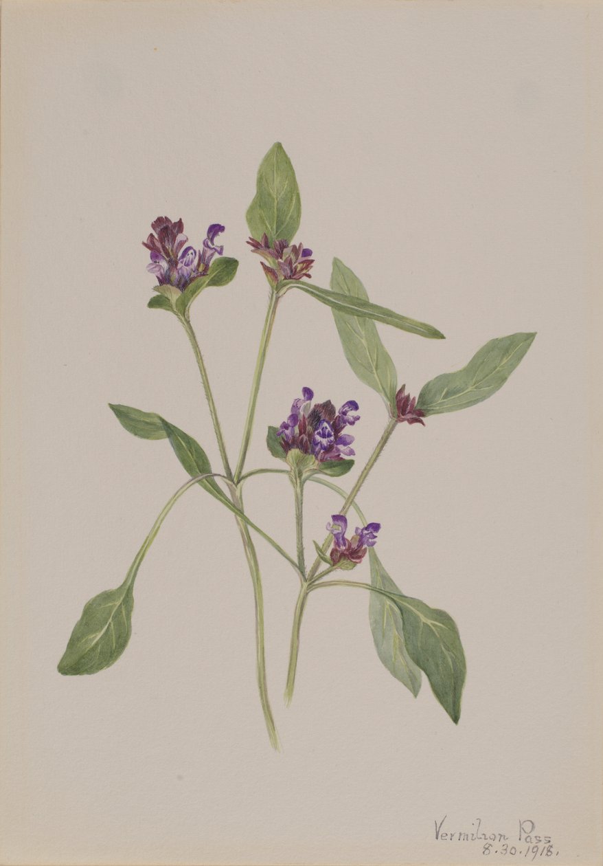 Self-Heal (Prunella vulgaris) alkotó: Mary Vaux Walcott