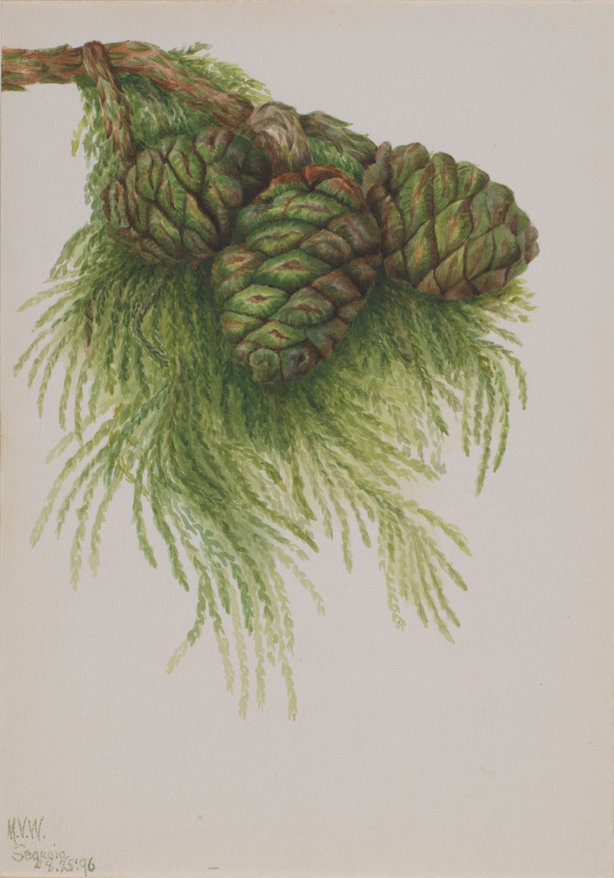 Sequoia (Sequoia gigantea) alkotó: Mary Vaux Walcott