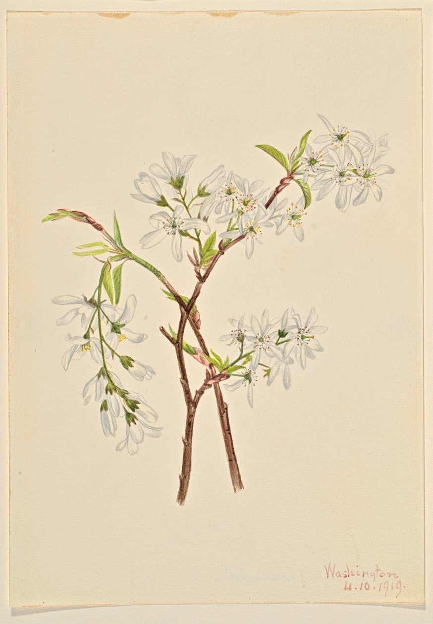 Árnyékbokor (Amelianchier oblongifolia) alkotó: Mary Vaux Walcott