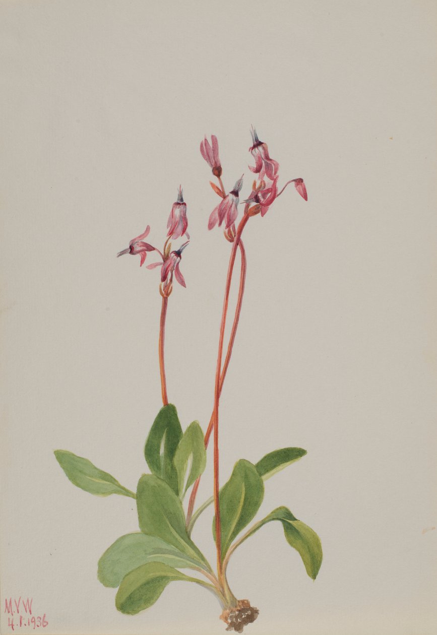 Hullócsillag (Dodecatheon hendersonii) alkotó: Mary Vaux Walcott