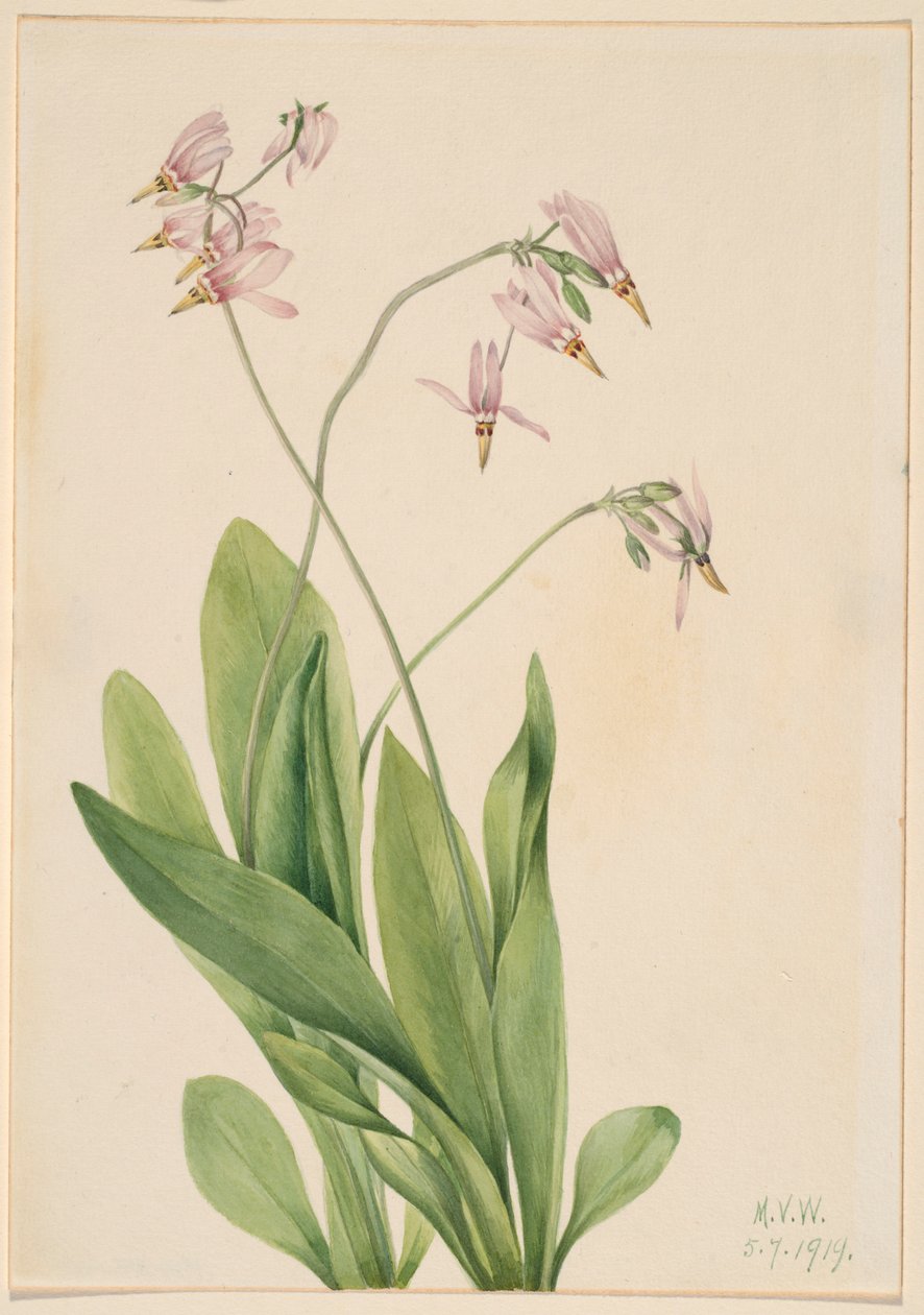Hullócsillag (Dodecatheon meadia) alkotó: Mary Vaux Walcott