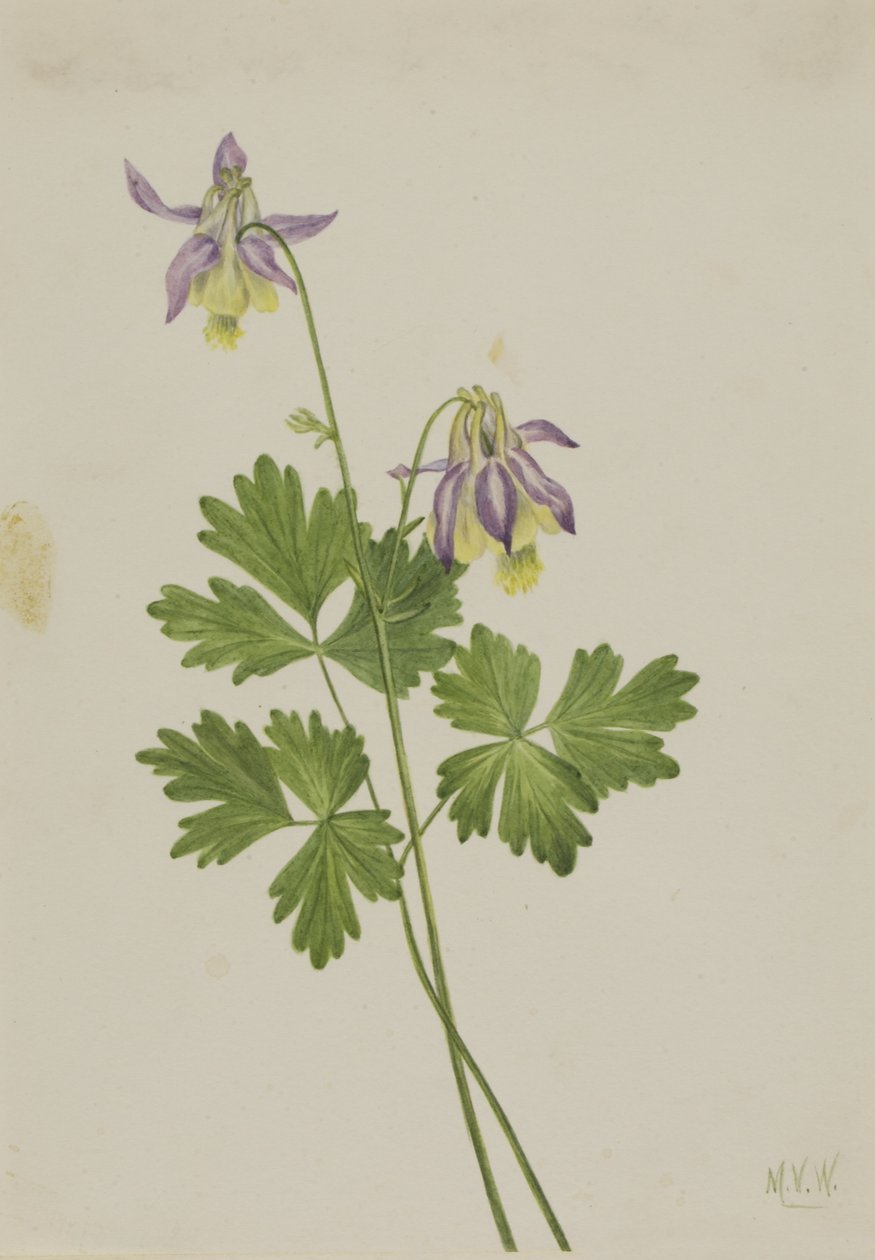 Rövidszárú akác (Aquilegia brevistyla) alkotó: Mary Vaux Walcott