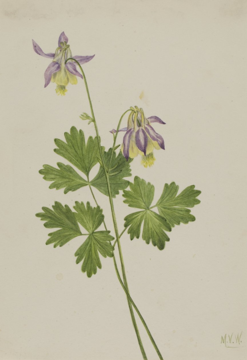 Shortspur Columbine Aquilegia brevistyla, 1907. alkotó: Mary Vaux Walcott