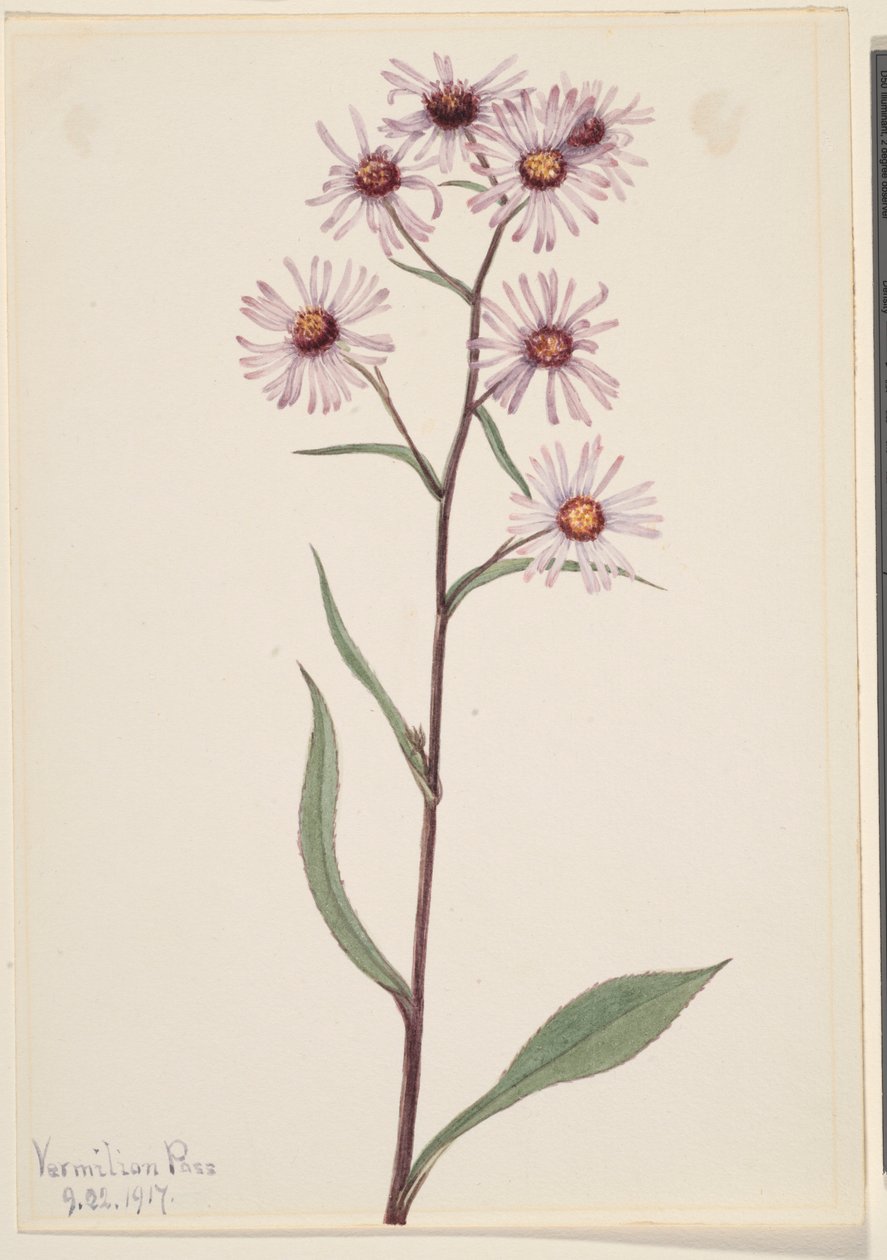 Hivalkodó Aster (Aster conspicuus) alkotó: Mary Vaux Walcott