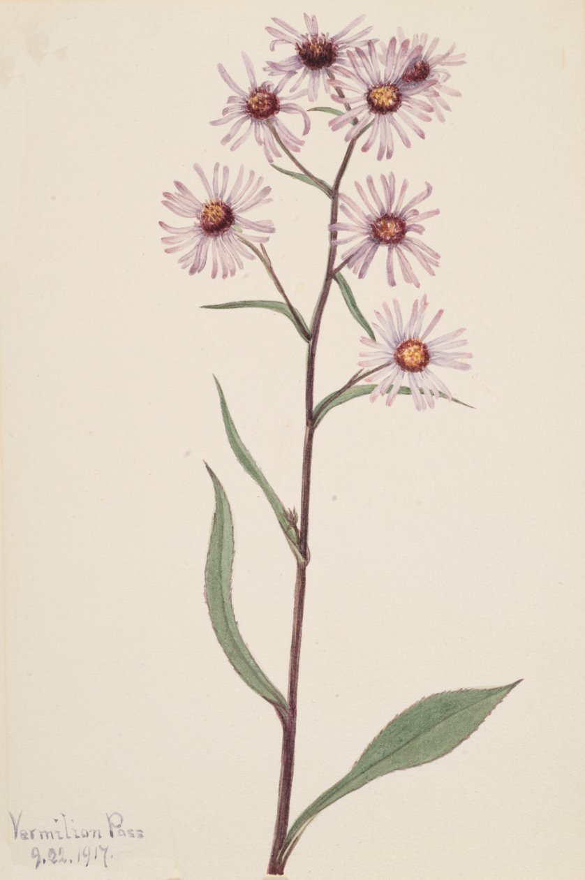 Mutatós őszirózsa, feltűnő őszirózsa, 1917 alkotó: Mary Vaux Walcott