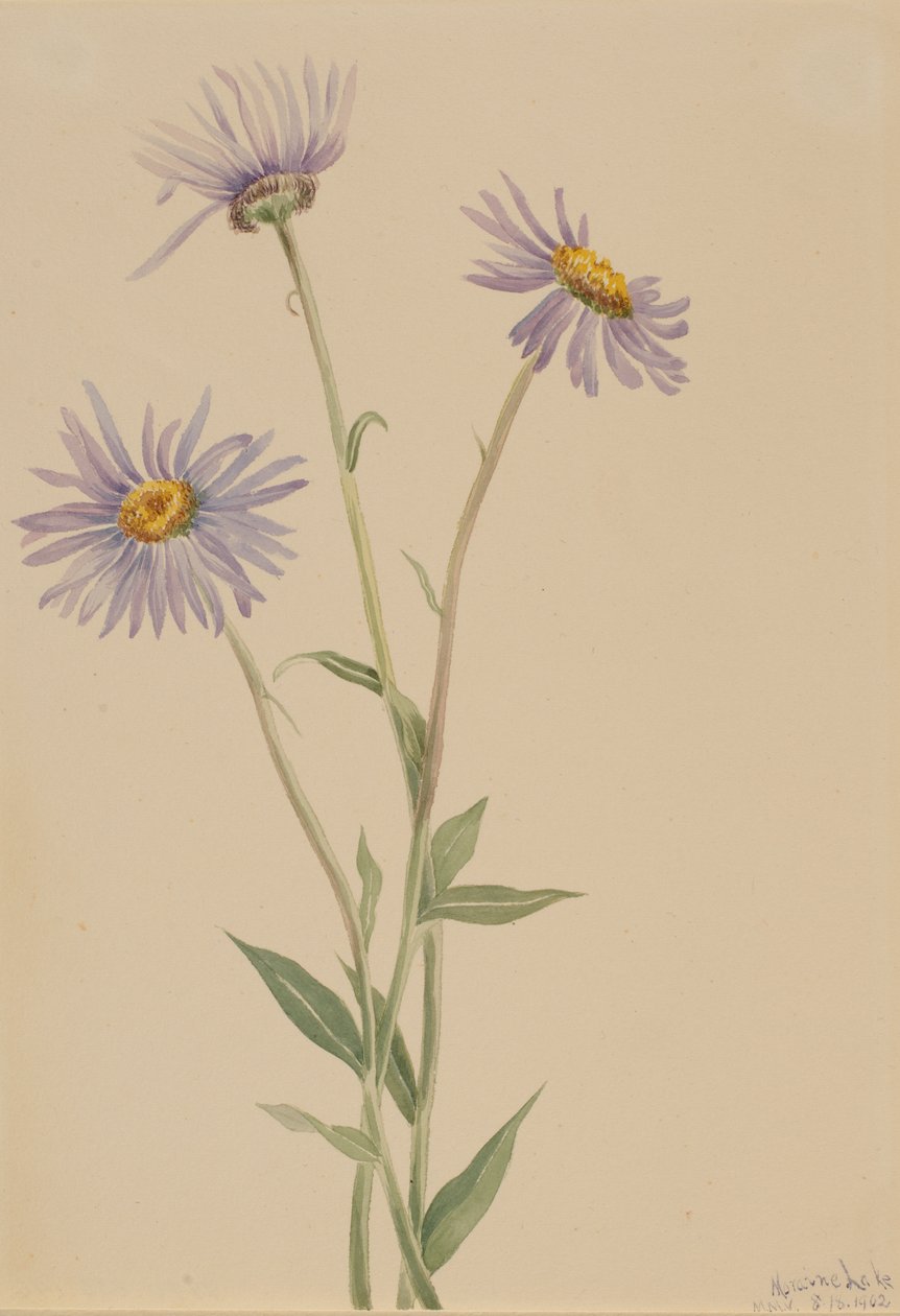Hivalkodó bolhaparéj (Erigeron salsuginosus) alkotó: Mary Vaux Walcott