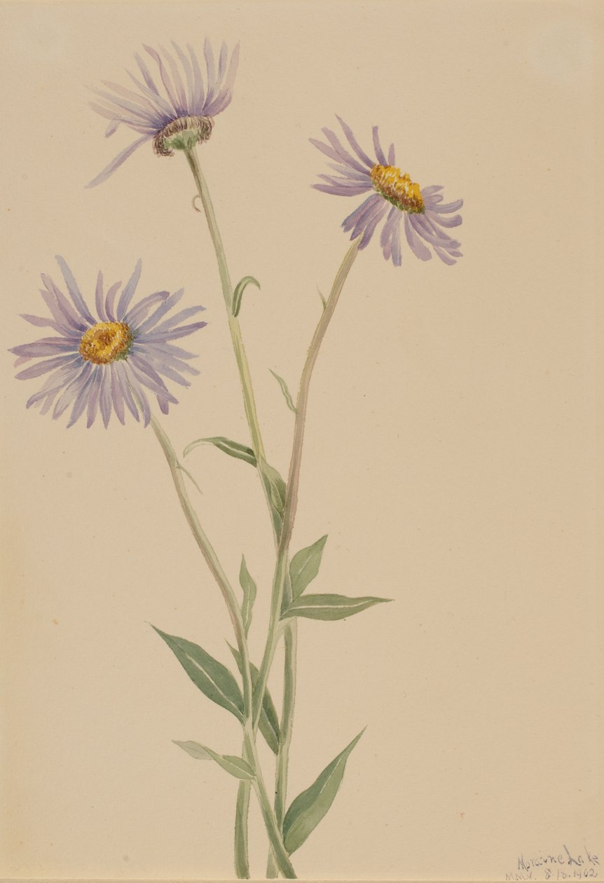 Mutatós Fleabane Erigeron salsuginosus, 1902. alkotó: Mary Vaux Walcott