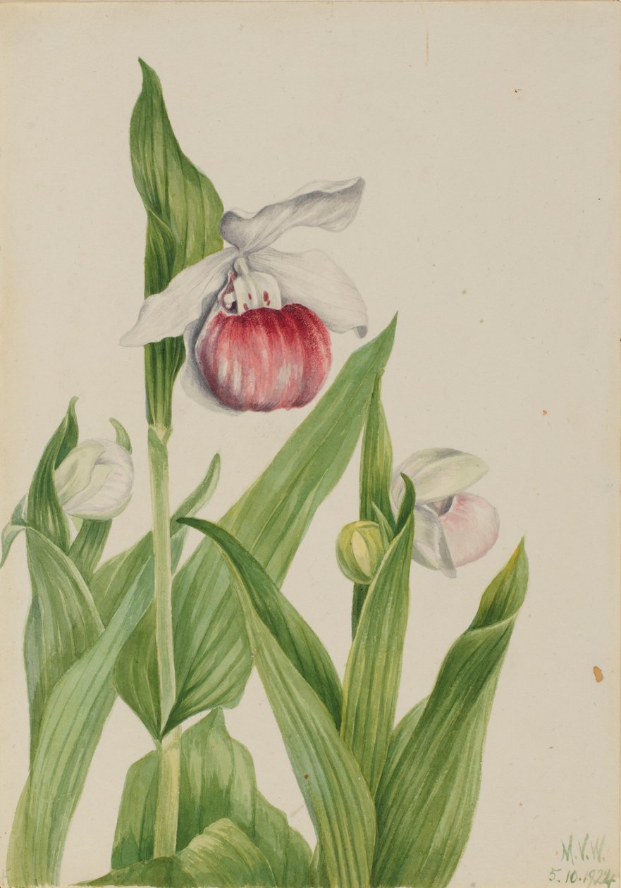 Mutatós női papucs (Cypripedium reginae) alkotó: Mary Vaux Walcott