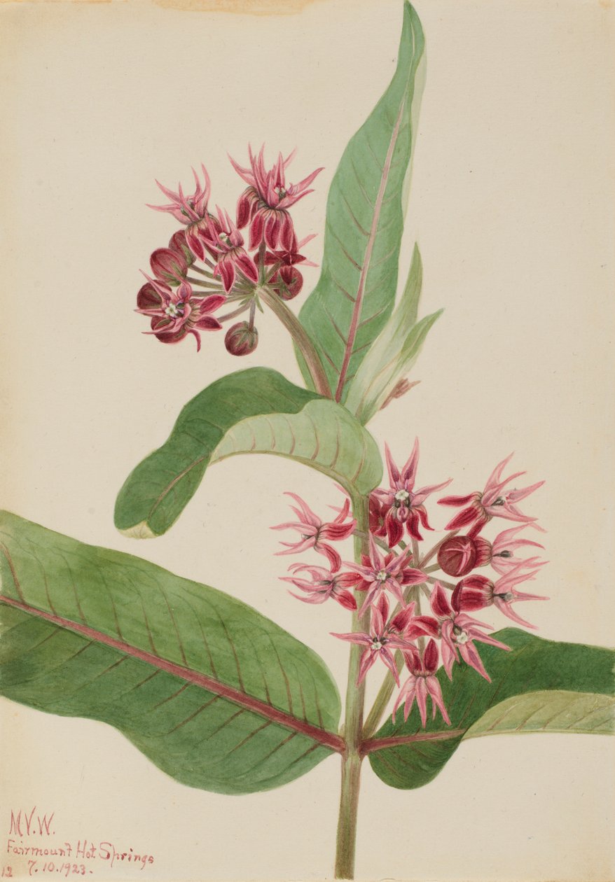 Mutatós tejfű (Asclepias speciosa) alkotó: Mary Vaux Walcott