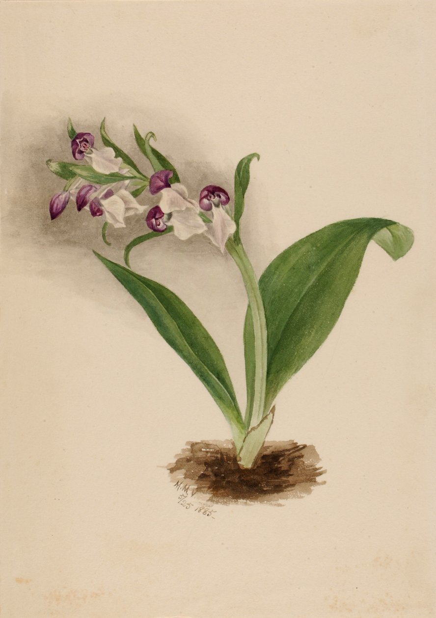Mutatós orchideák (Orchis spectabilis) alkotó: Mary Vaux Walcott