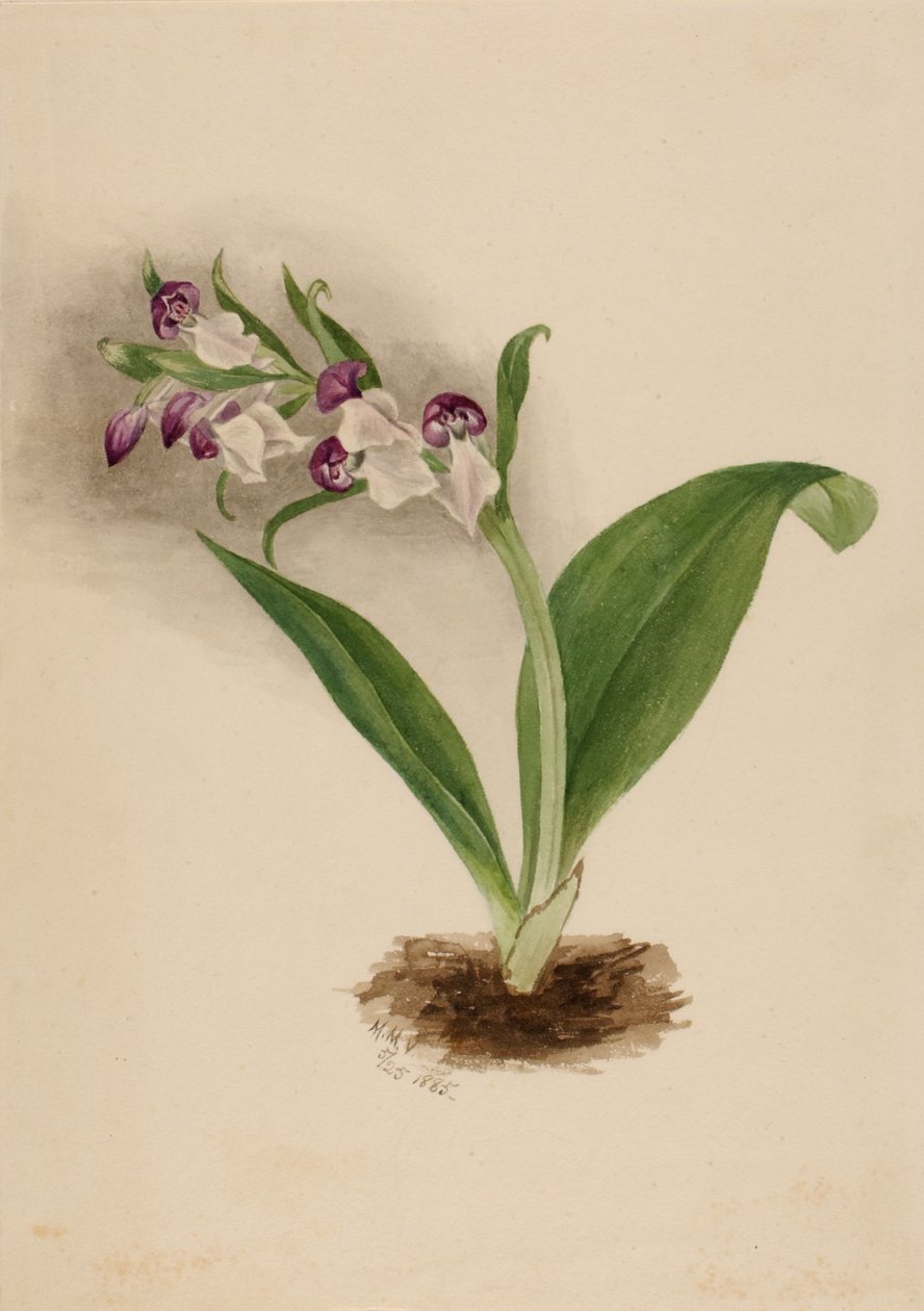 Mutatós orchidea orchideák alkotó: Mary Vaux Walcott