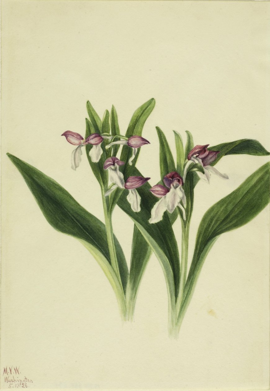 Hivalkodó orchidea (Orchis spectabilis) alkotó: Mary Vaux Walcott