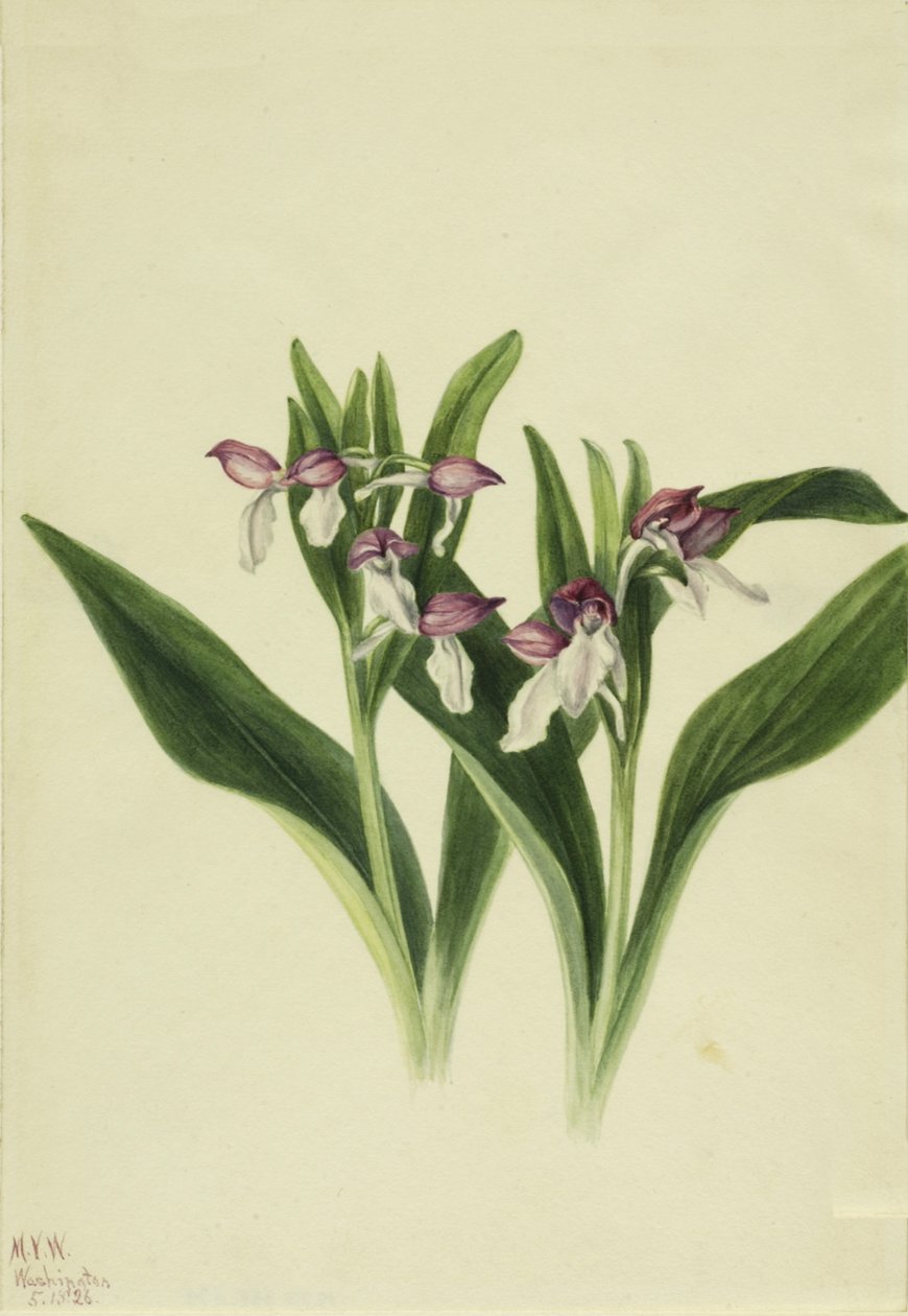 Mutatós Orchis Orchis spectabilis, 1926 alkotó: Mary Vaux Walcott