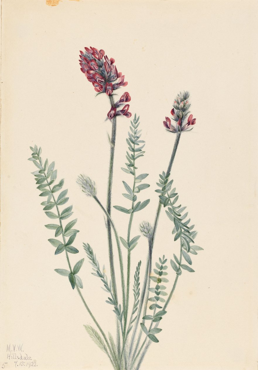 Hivalkodó Oxytrope (Oxytropis splendens) alkotó: Mary Vaux Walcott