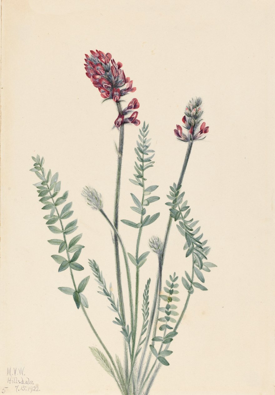 Mutatós Oxytrope Oxytropis splendens, 1922 alkotó: Mary Vaux Walcott