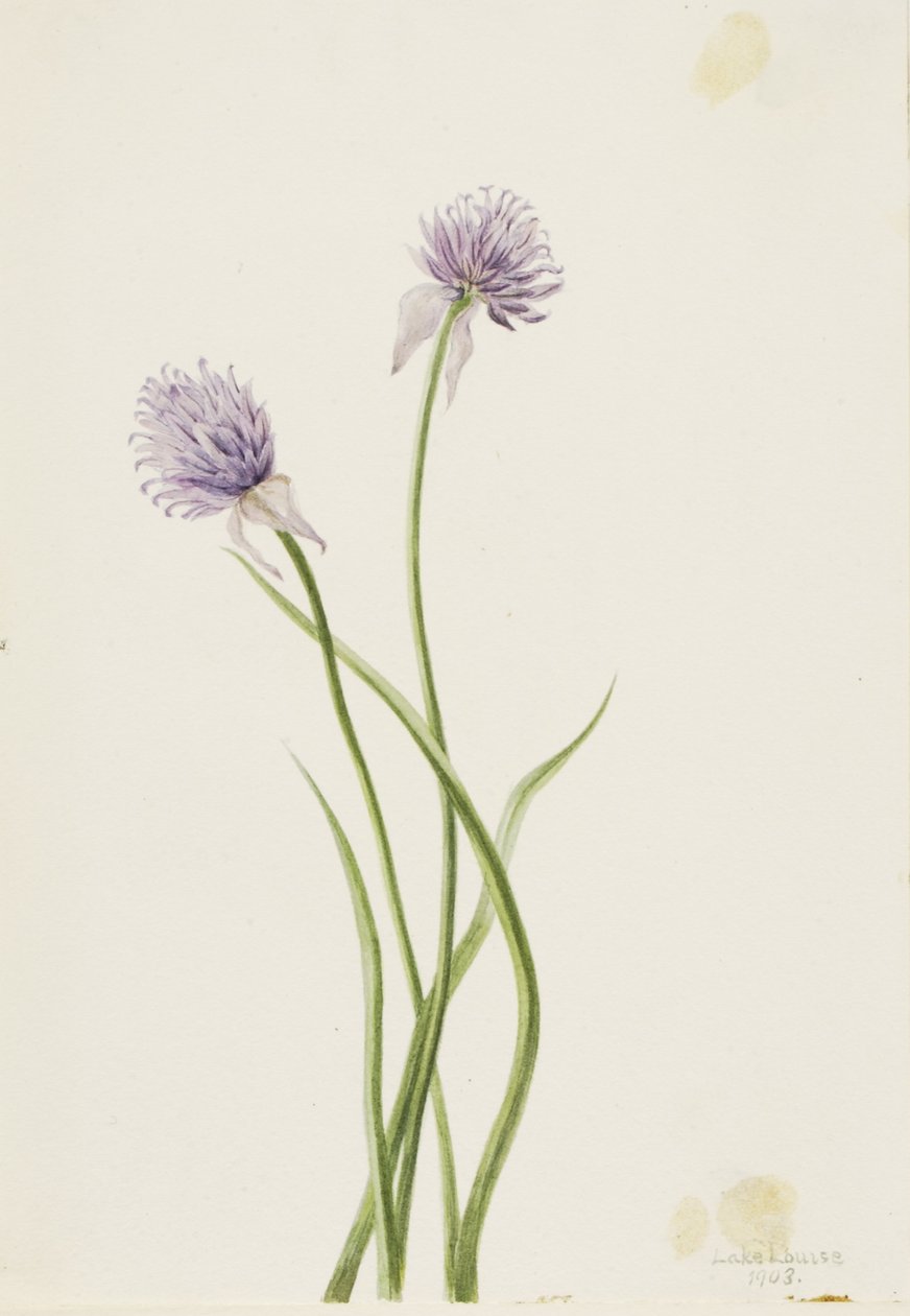 Szibériai hagyma (Allium sibericum) alkotó: Mary Vaux Walcott
