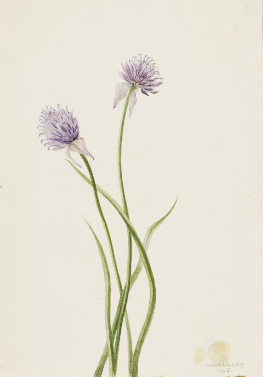 Szibériai hagyma Allium sibericum, 1903. alkotó: Mary Vaux Walcott