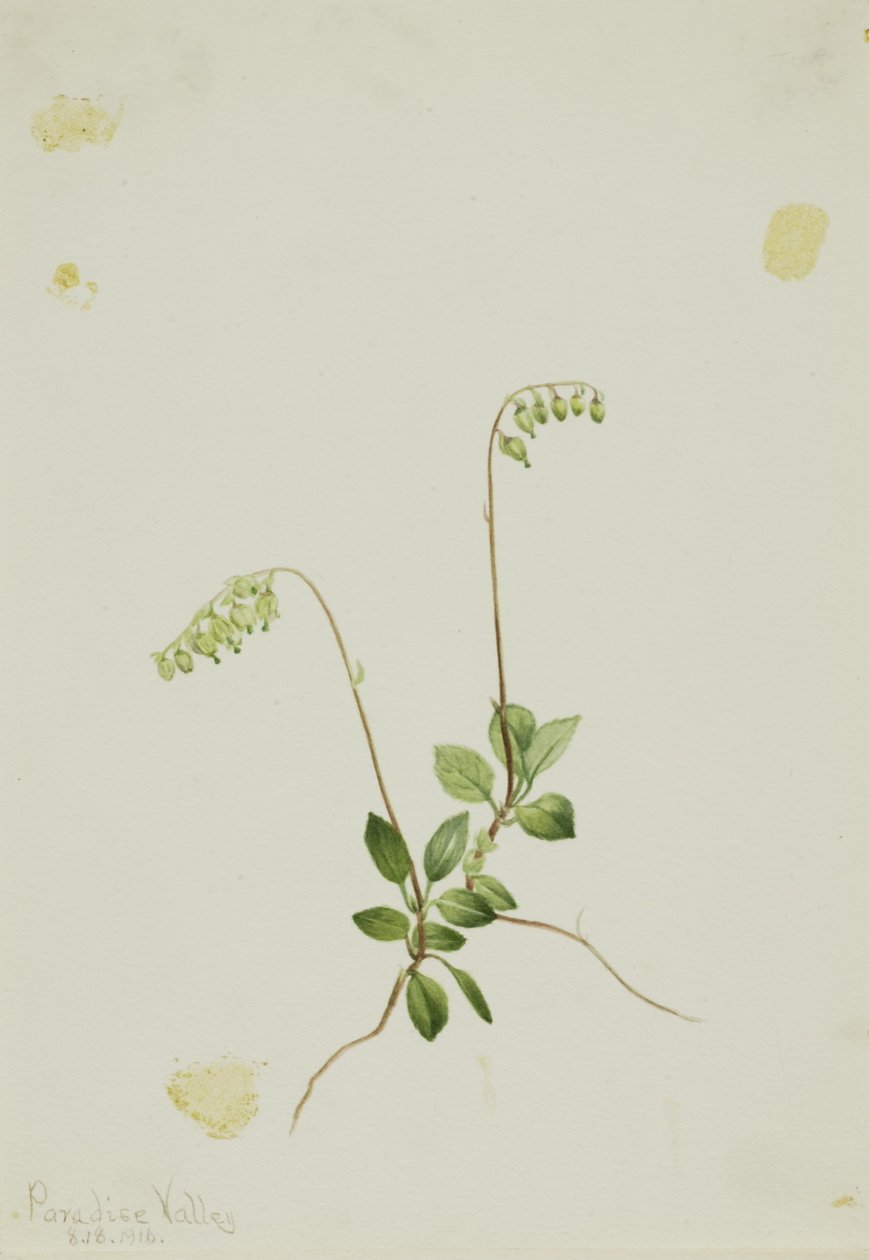 Oldalsó harangok Pyrola (Pyrola secunda) alkotó: Mary Vaux Walcott