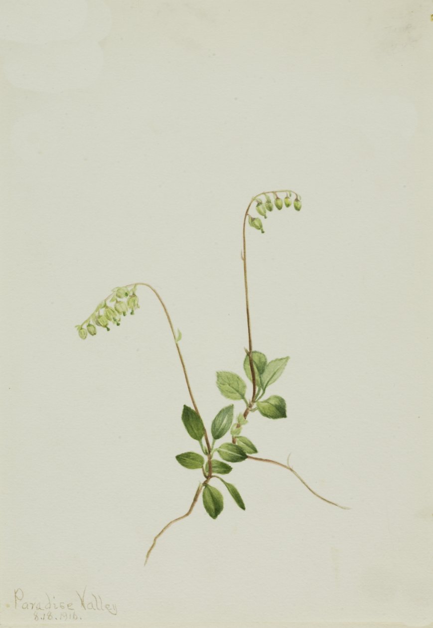 Sidebells Pyrola Pyrola secunda, 1916. alkotó: Mary Vaux Walcott