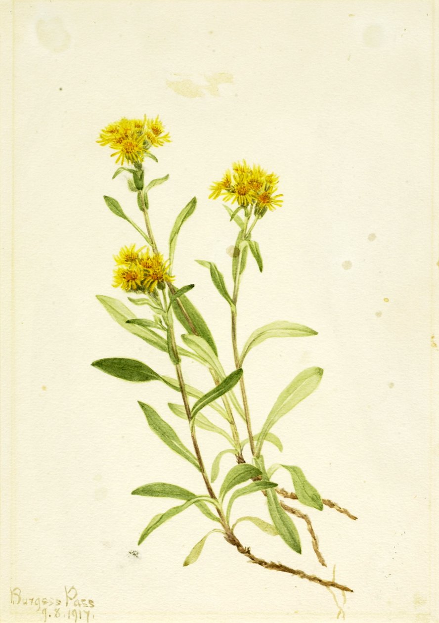 Aranyvessző alkotó: Mary Vaux Walcott