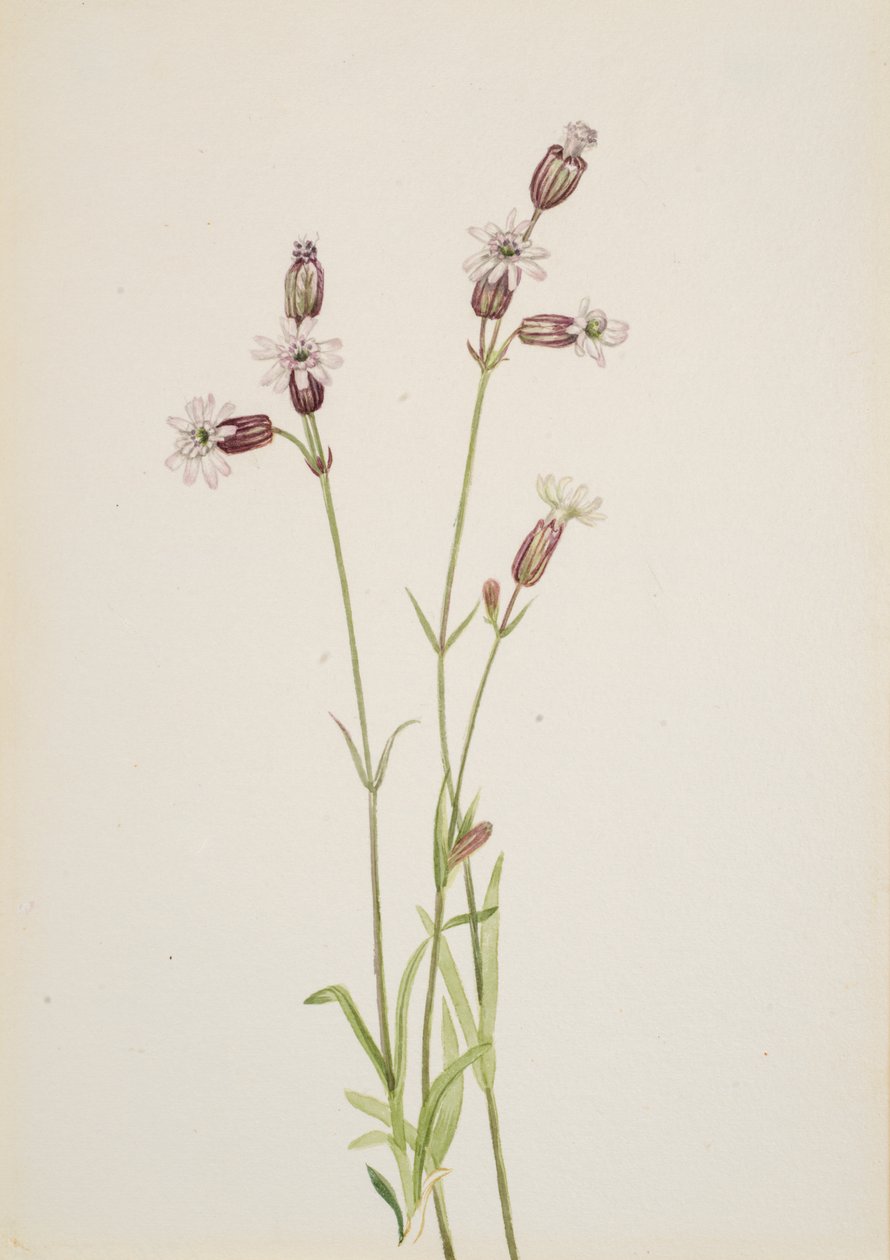 Silene multicaulis, kb. 1900-1920. alkotó: Mary Vaux Walcott