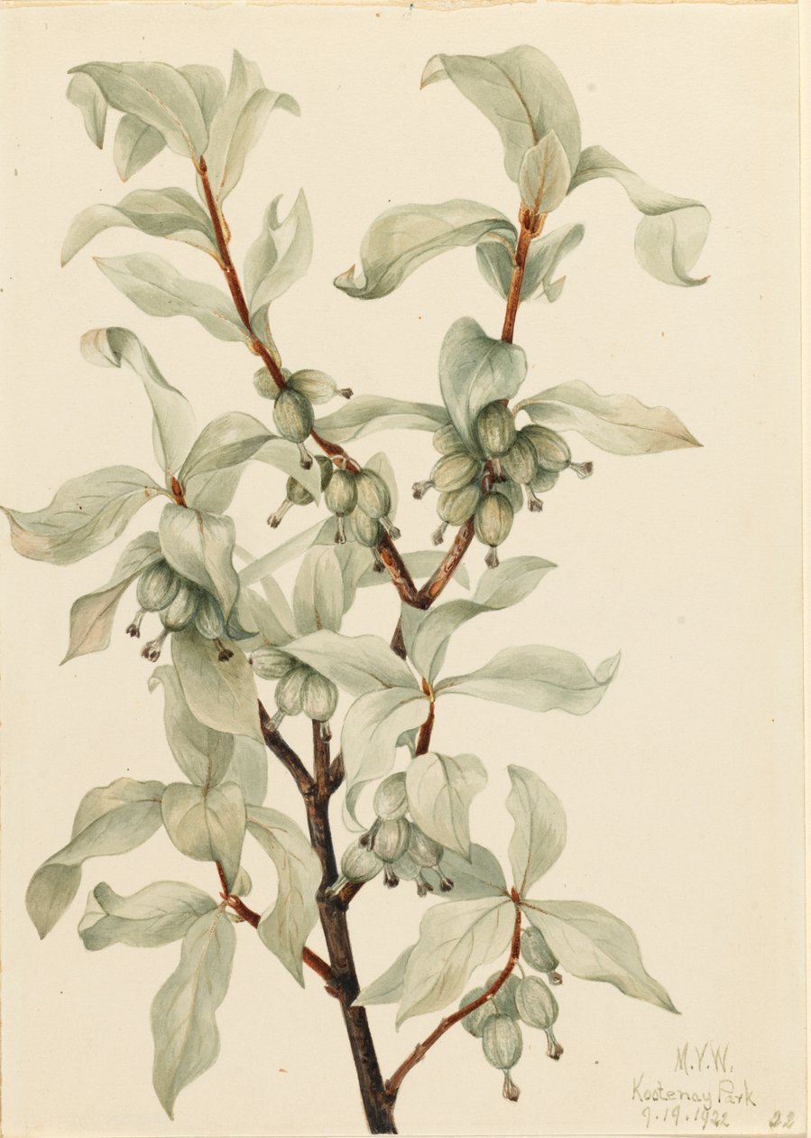 Ezüstbogyó (Elaeagnus commutata) alkotó: Mary Vaux Walcott