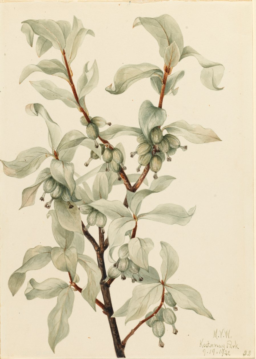 Silverberry Elaeagnus sp., 1922. alkotó: Mary Vaux Walcott