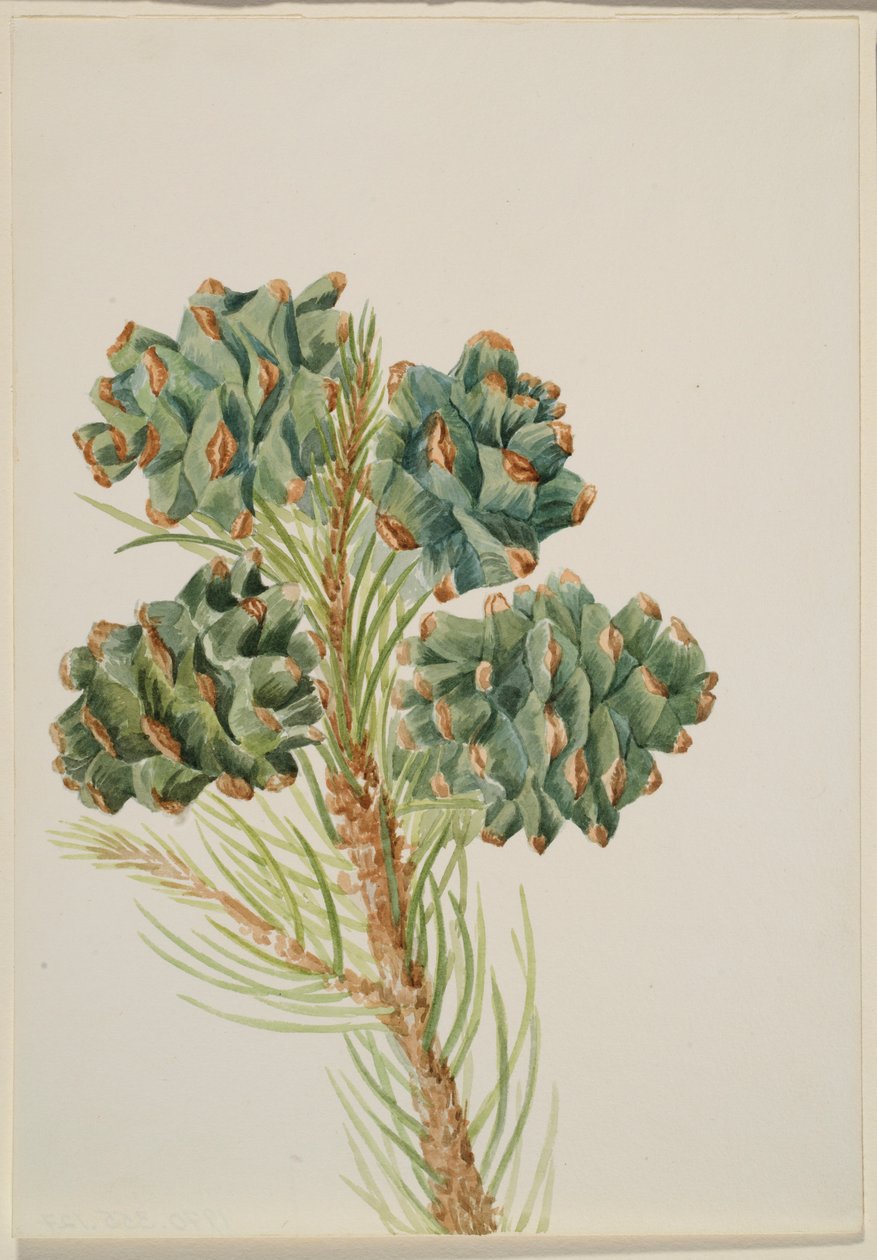 Egylevelű fenyő (Pinus monophylla) alkotó: Mary Vaux Walcott