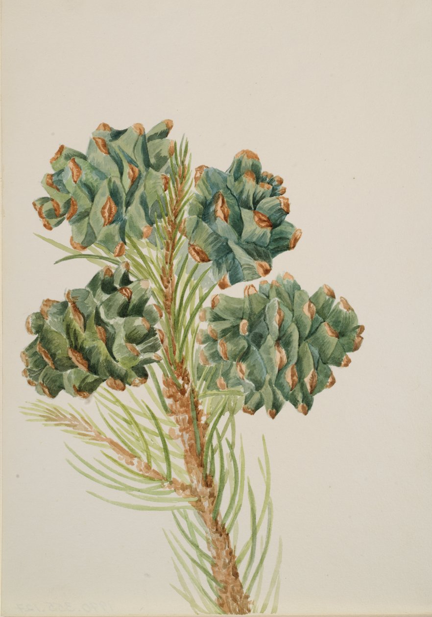 Egylevelű fenyő Pinus monophylla, kb. 1930-as évek. alkotó: Mary Vaux Walcott