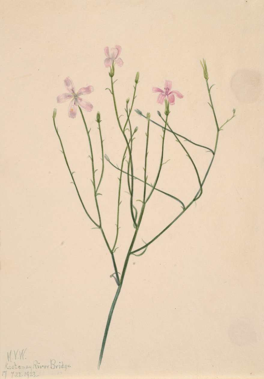 Lygodesmia juncea csontváz virág, 1923. alkotó: Mary Vaux Walcott