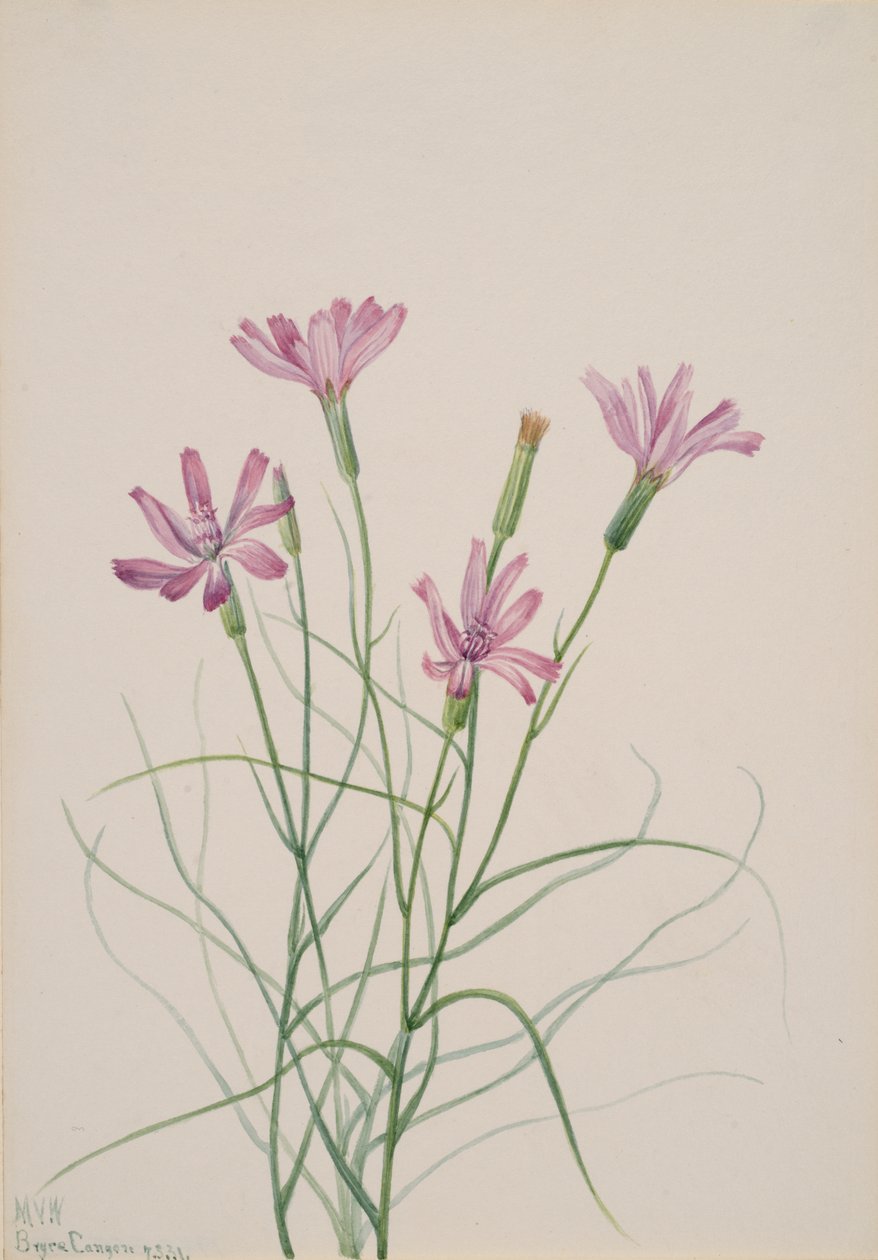 Lygodesmia grandiflora csontváz, 1931. alkotó: Mary Vaux Walcott
